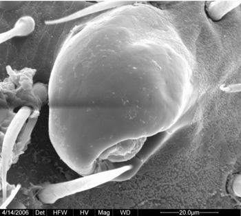 Media type: image;   Invertebrate Zoology 133769